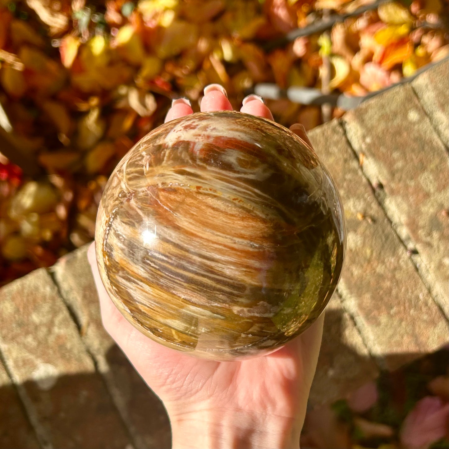 Fossilised Wood Sphere
