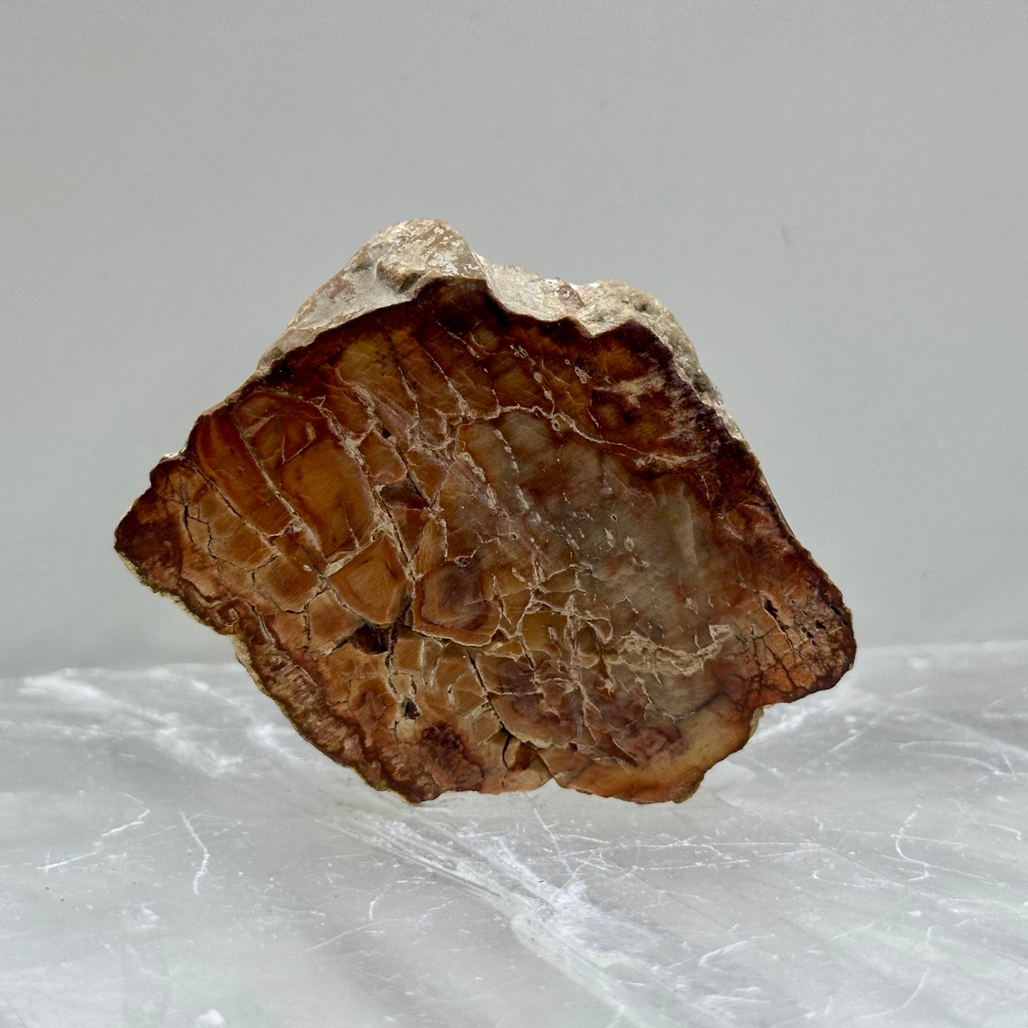 Fossilized Wood Small Slabs