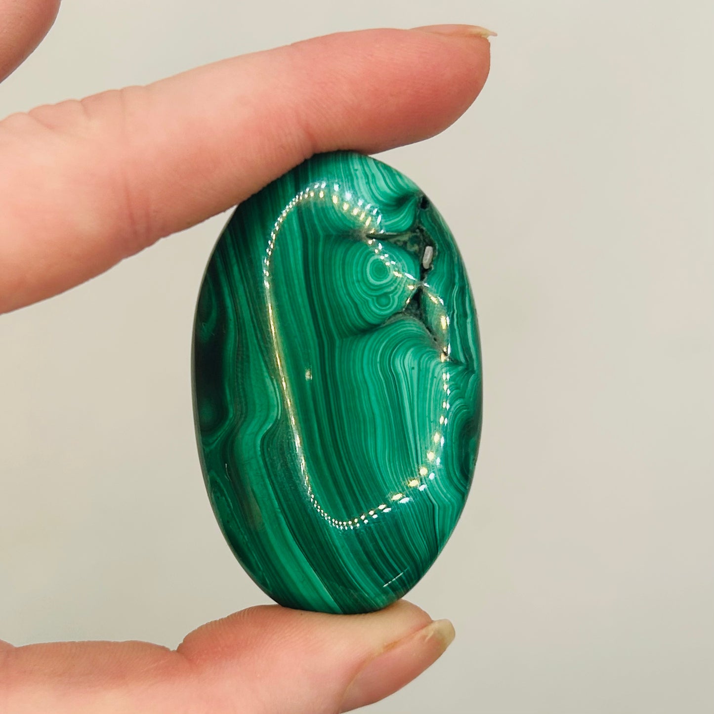 Malachite Palm