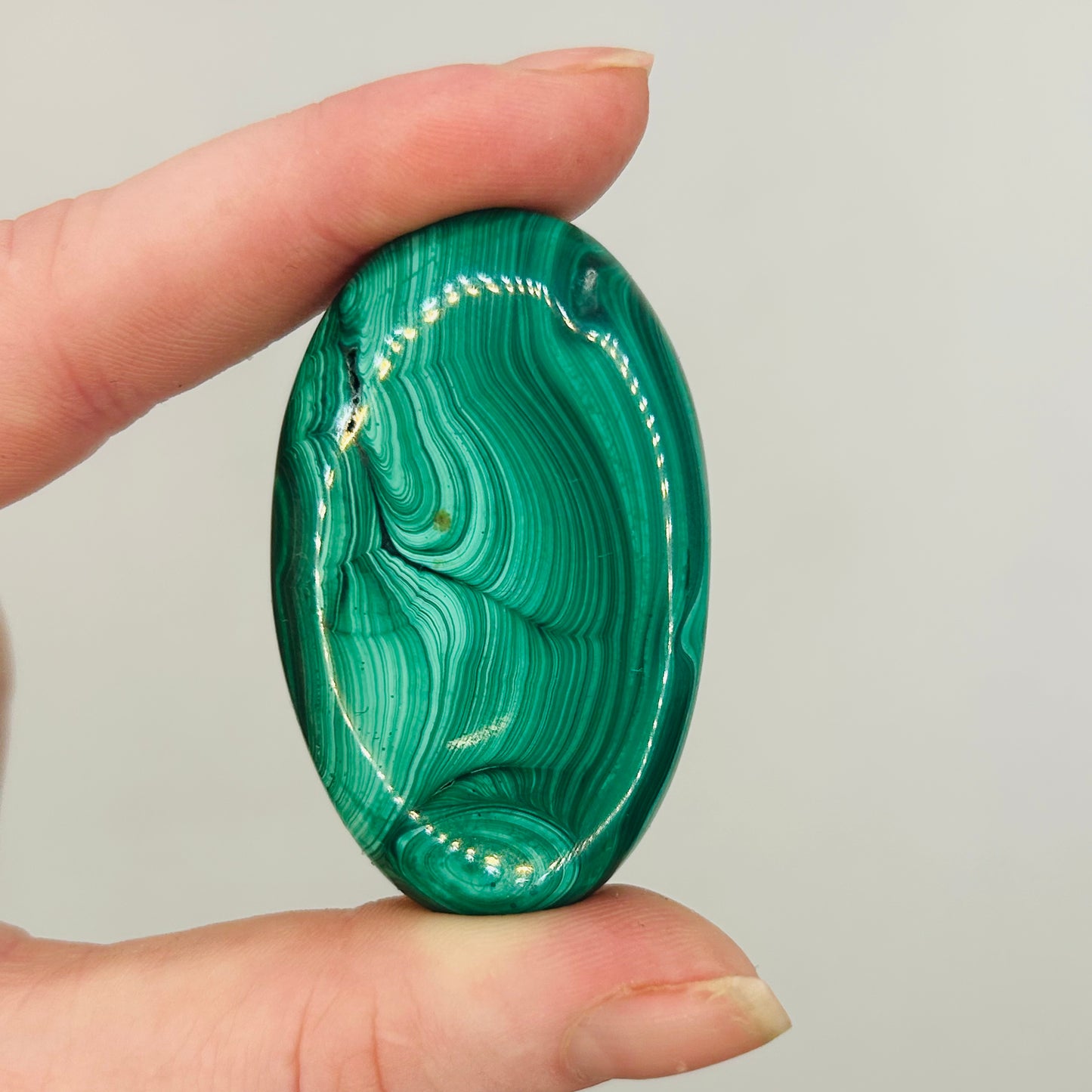 Malachite Palm