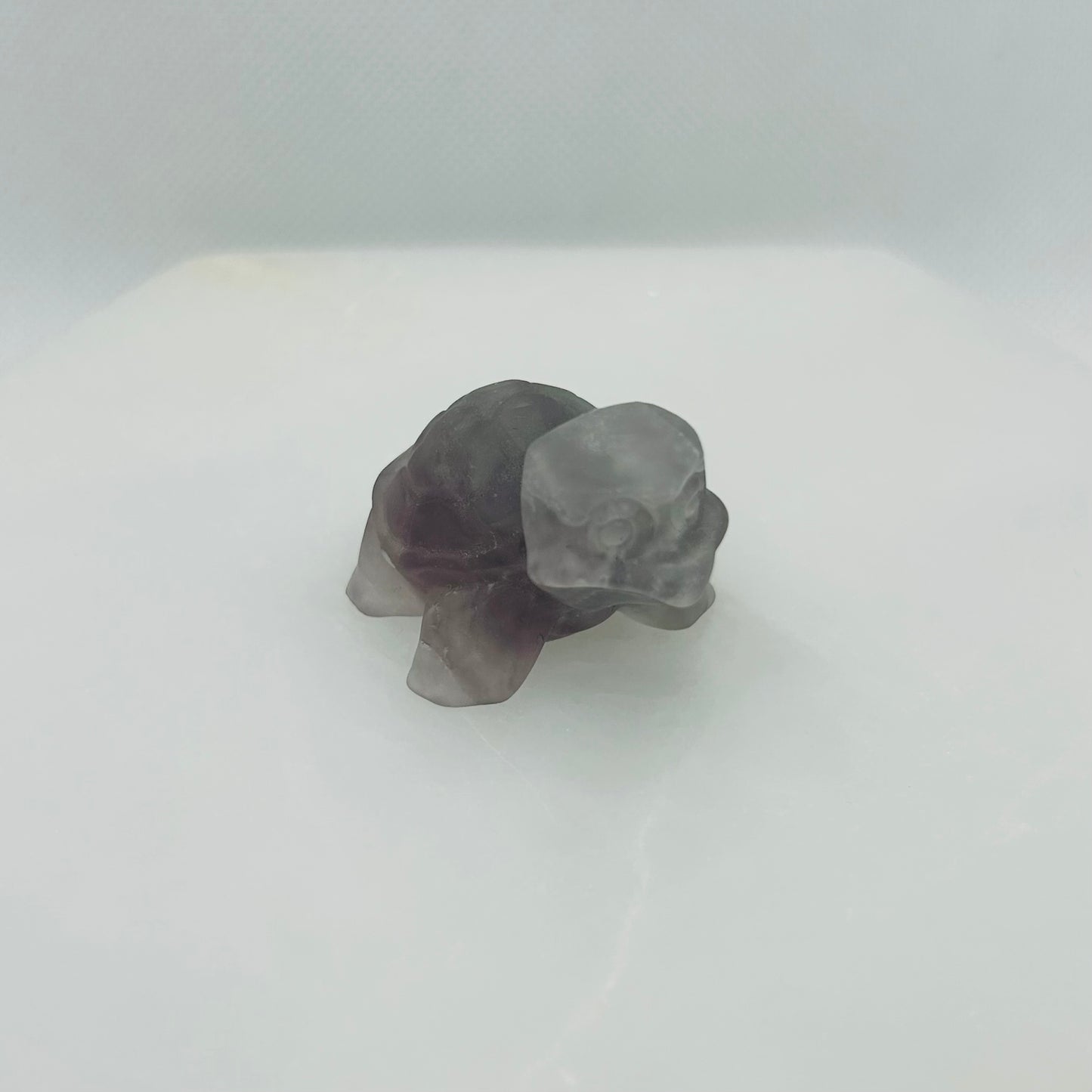 Squirtle Turtle