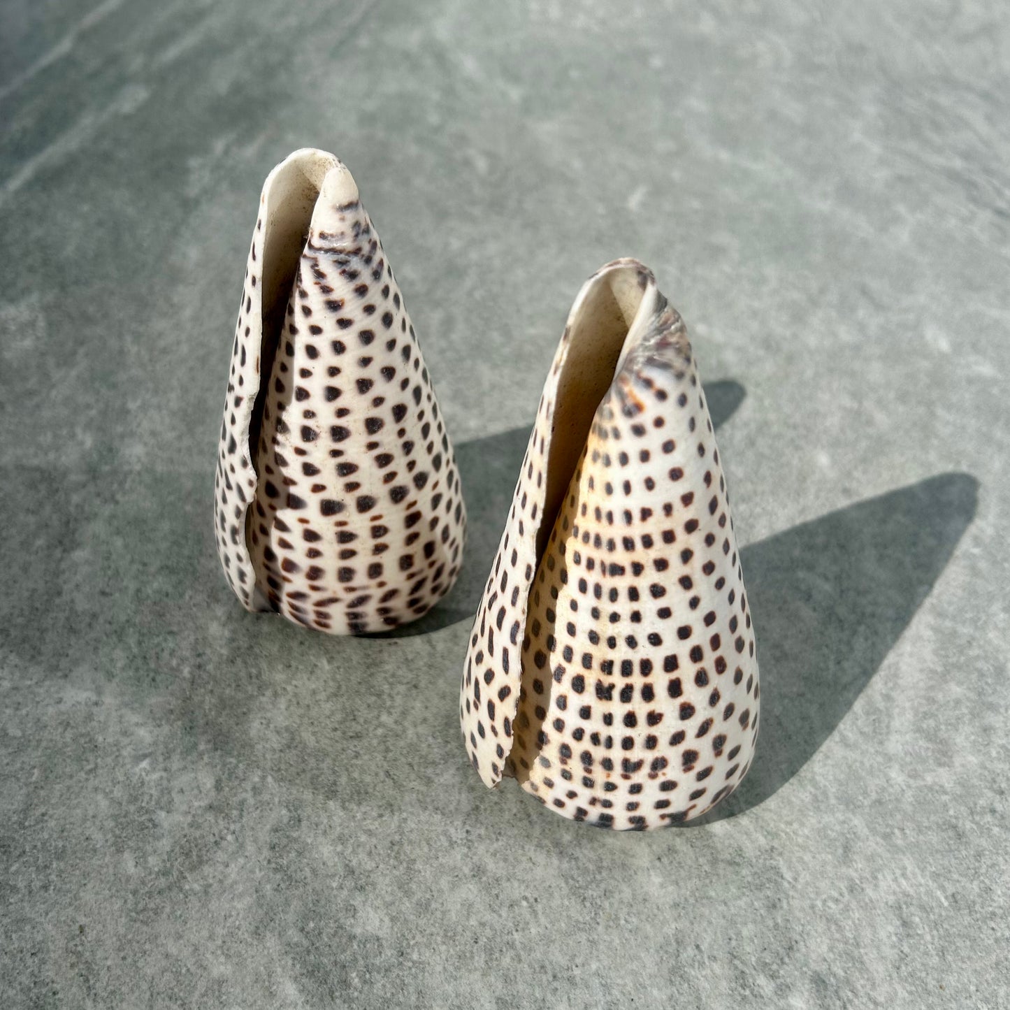 Dalmatian Shell