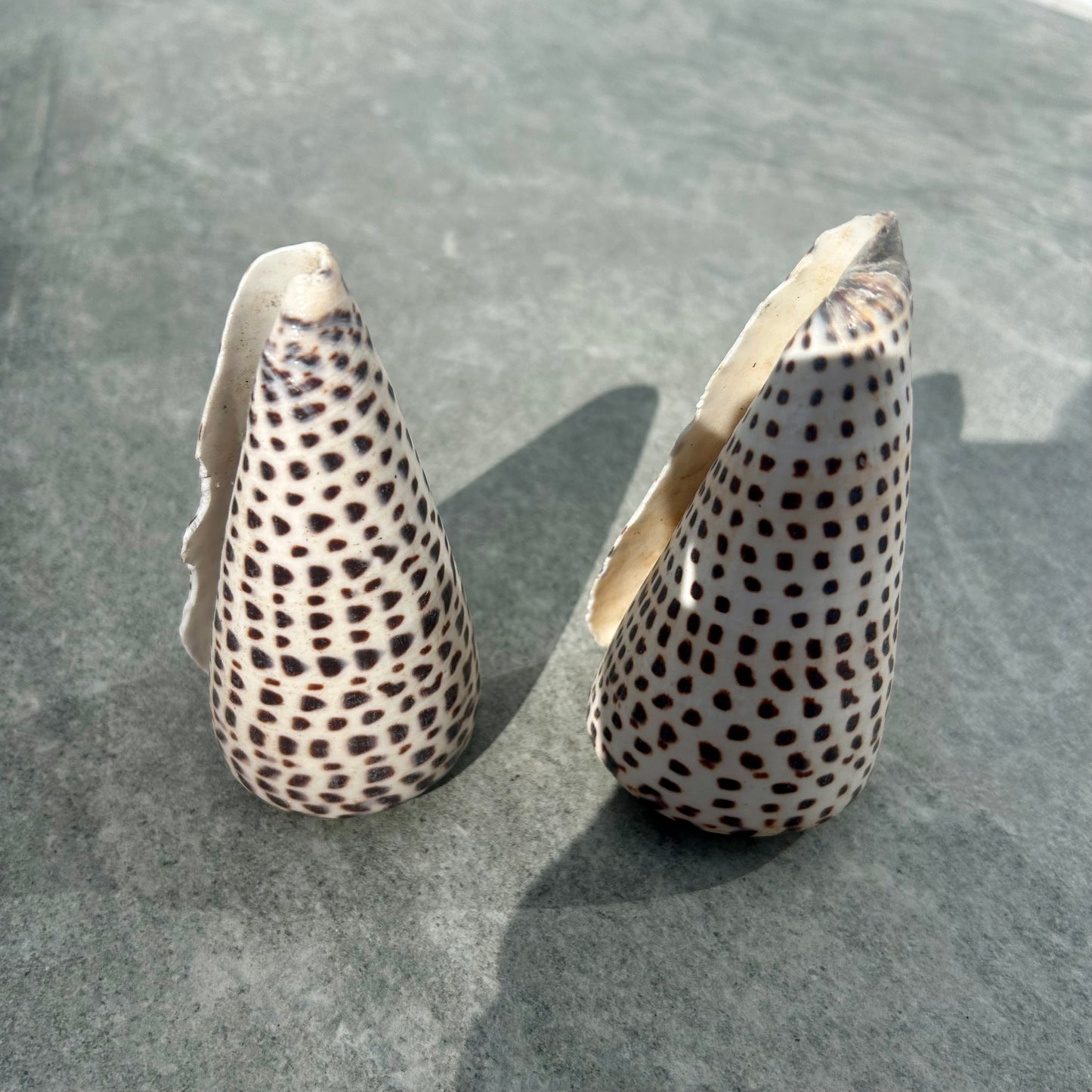 Dalmatian Shell