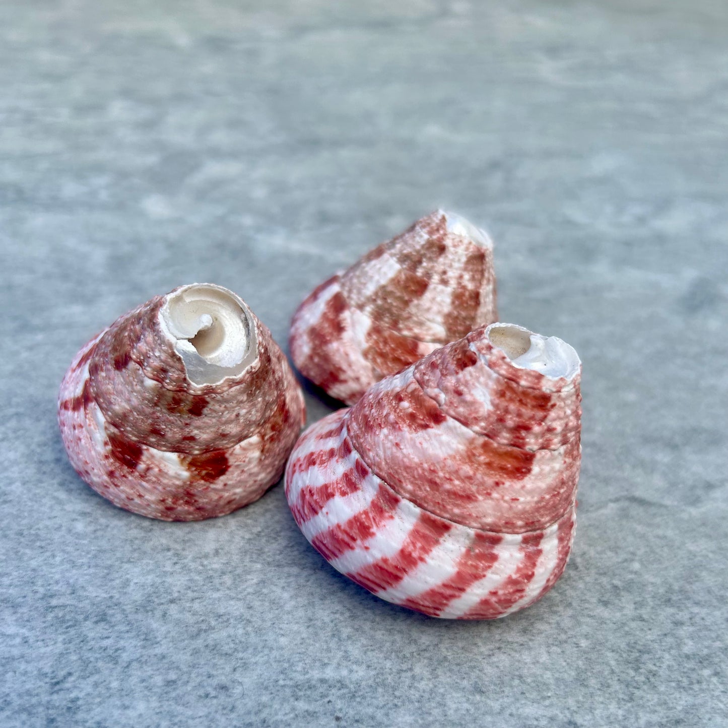 Trochus Snail Shell
