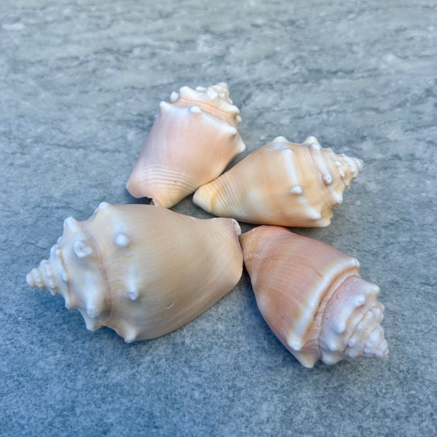 Mini Conch Shell