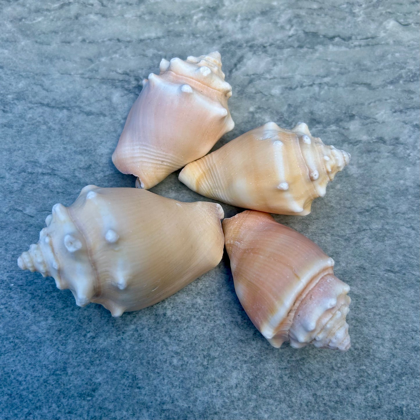 Mini Conch Shell