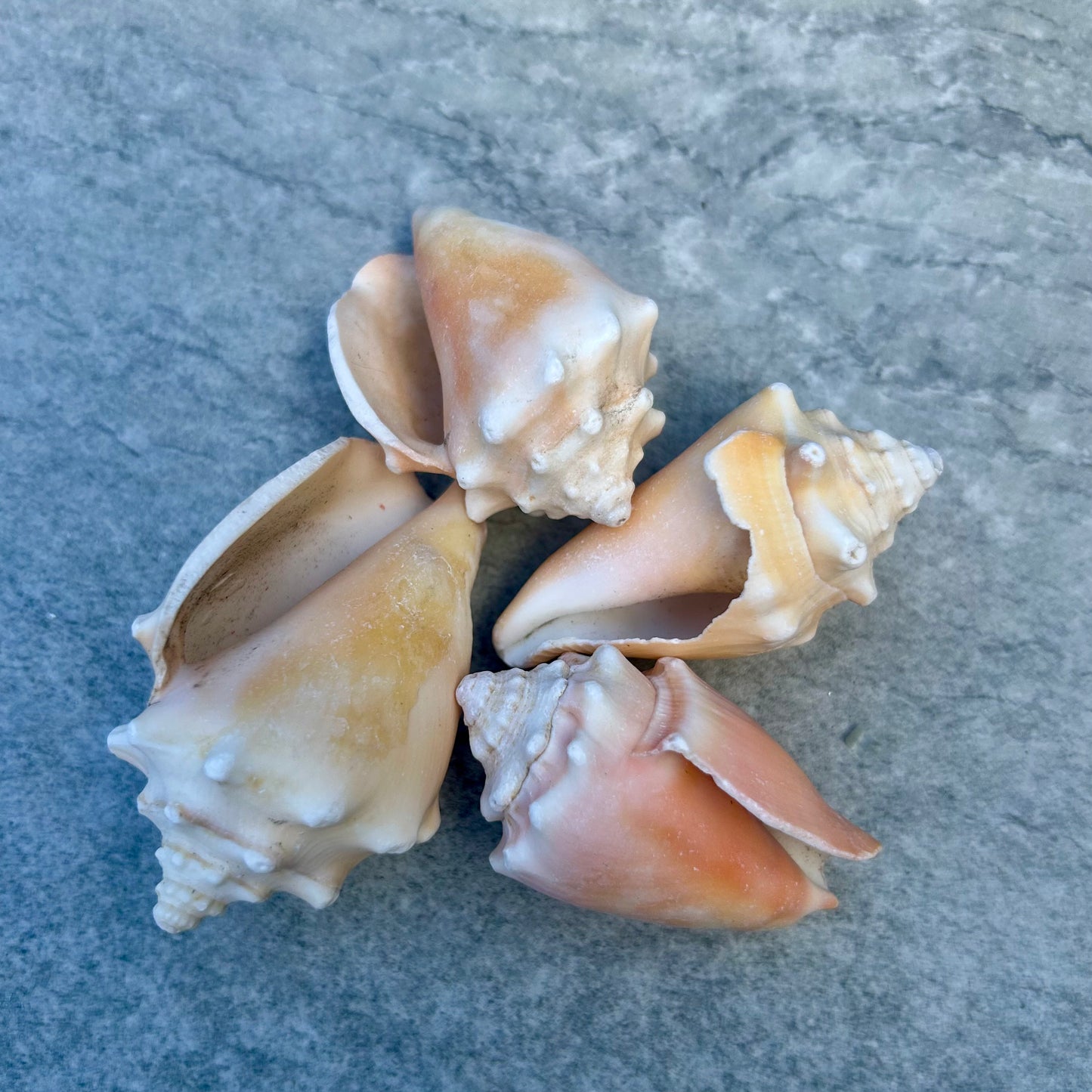 Mini Conch Shell