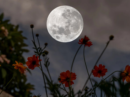 🌕✨ Bloom with the Full Flower Moon: Crystals, Rituals & Magic! ✨🌕