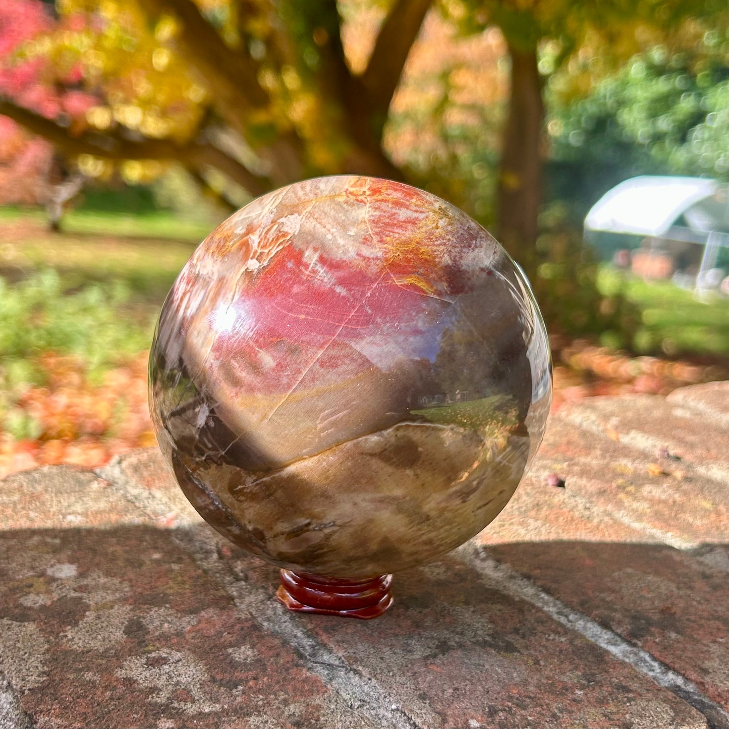 Fossilised Wood Sphere