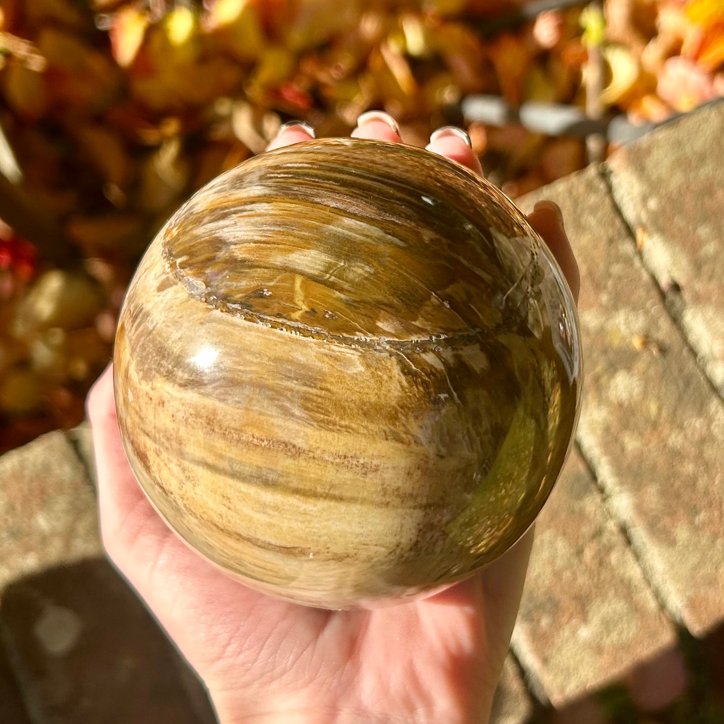 Fossilised Wood Sphere