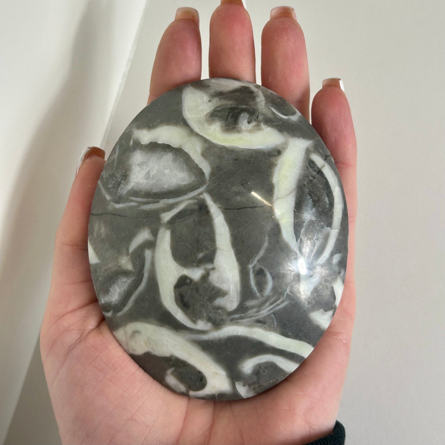 Shell Jasper Palms