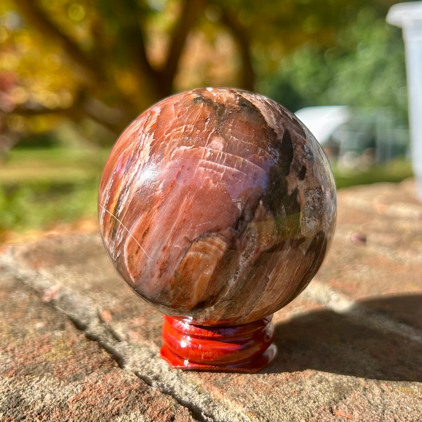 Fossilised Wood Sphere