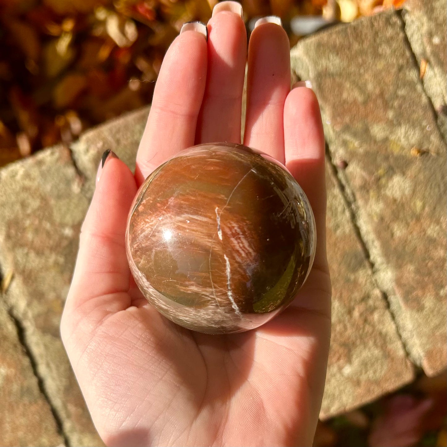Fossilised Wood Sphere