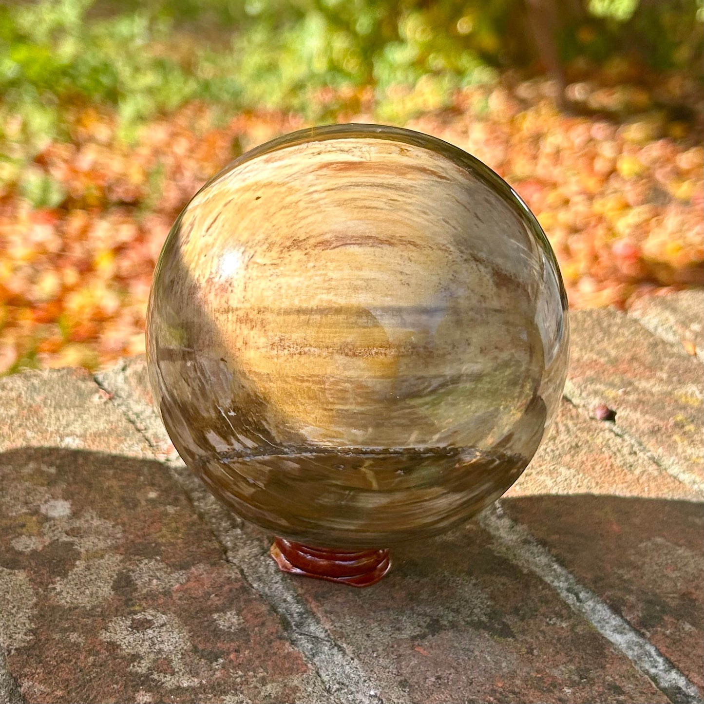 Fossilised Wood Sphere