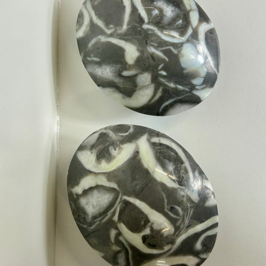 Shell Jasper Palms
