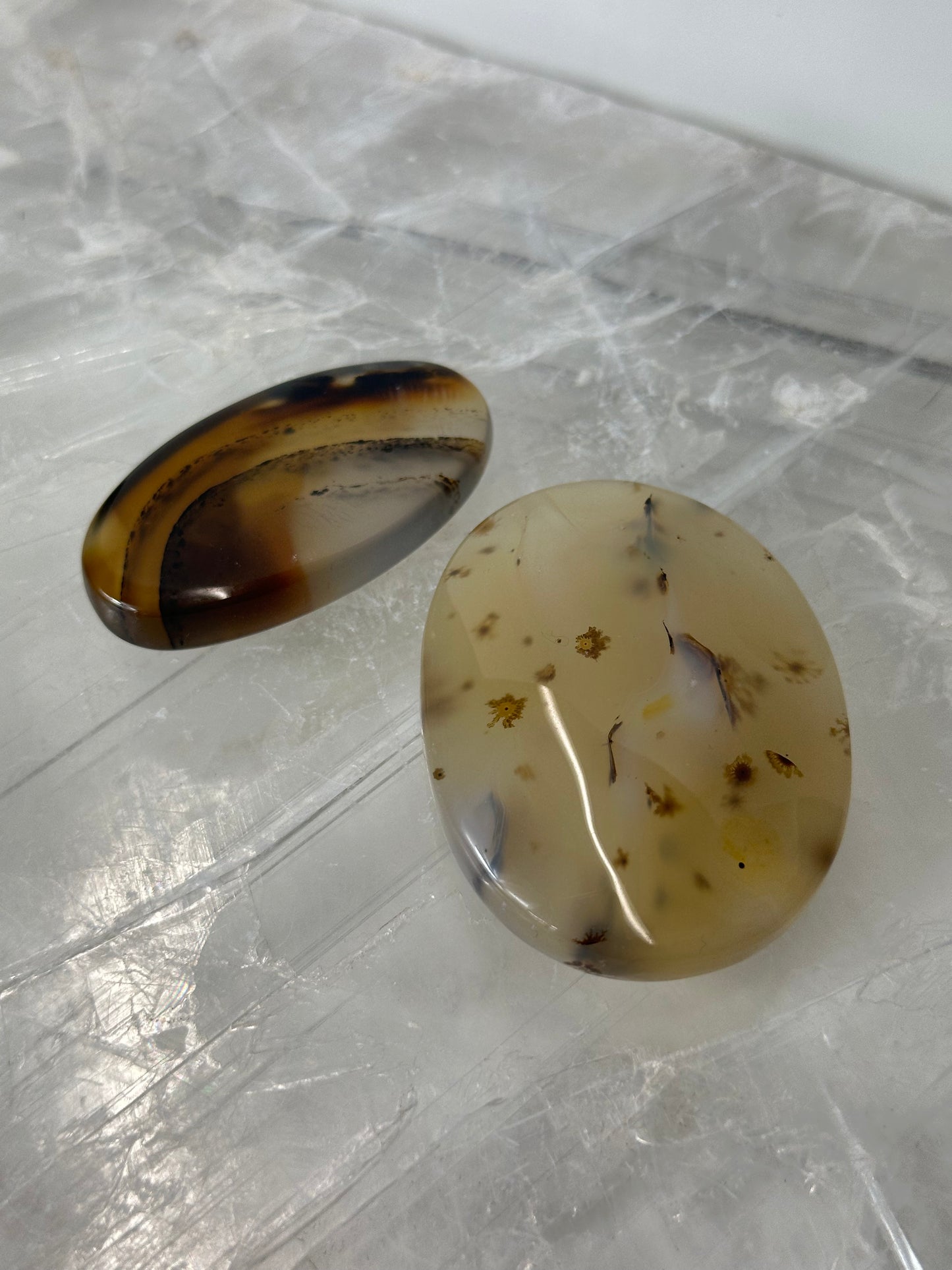 Dentric Agate Palm