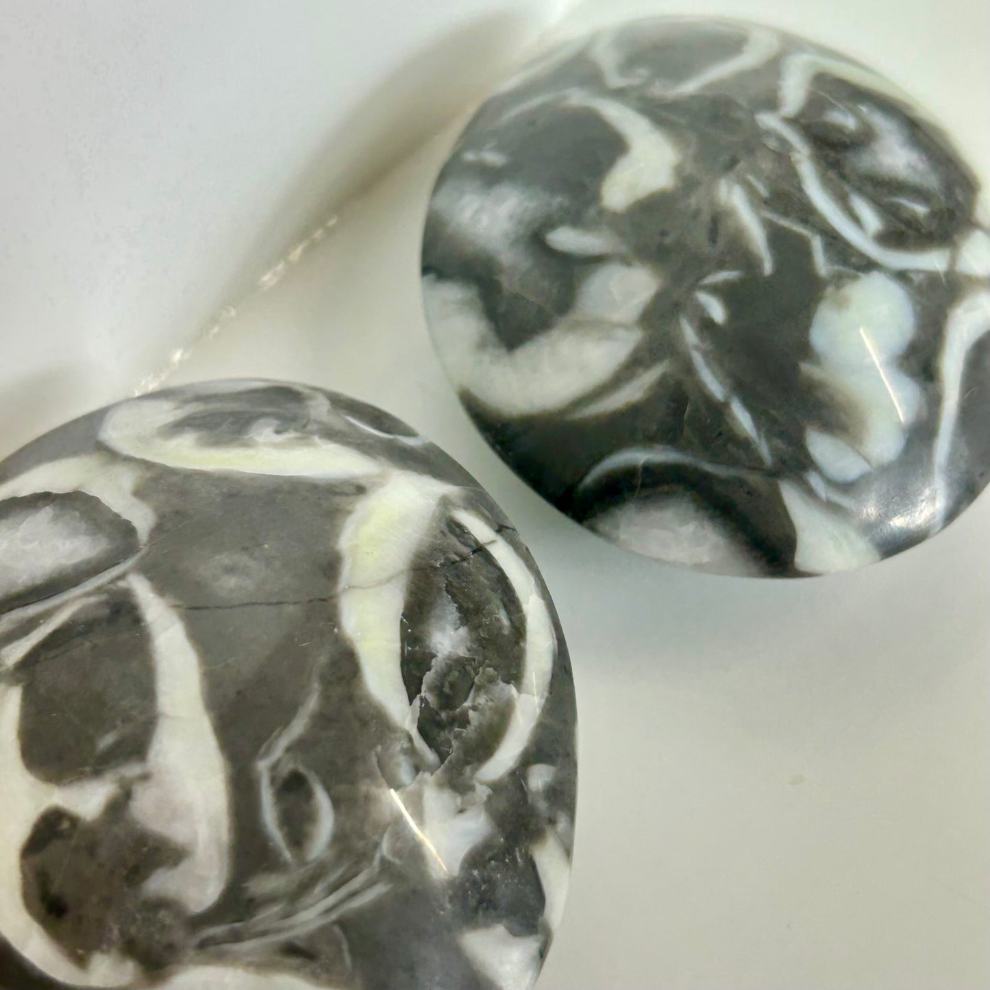 Shell Jasper Palms