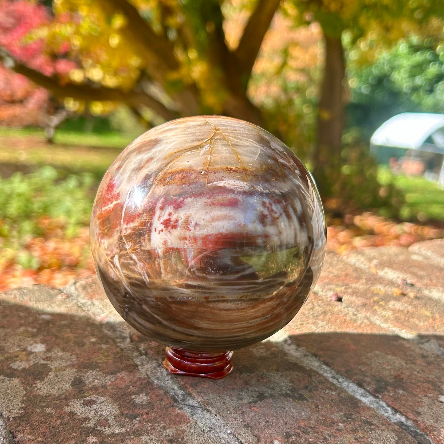 Fossilised Wood Sphere
