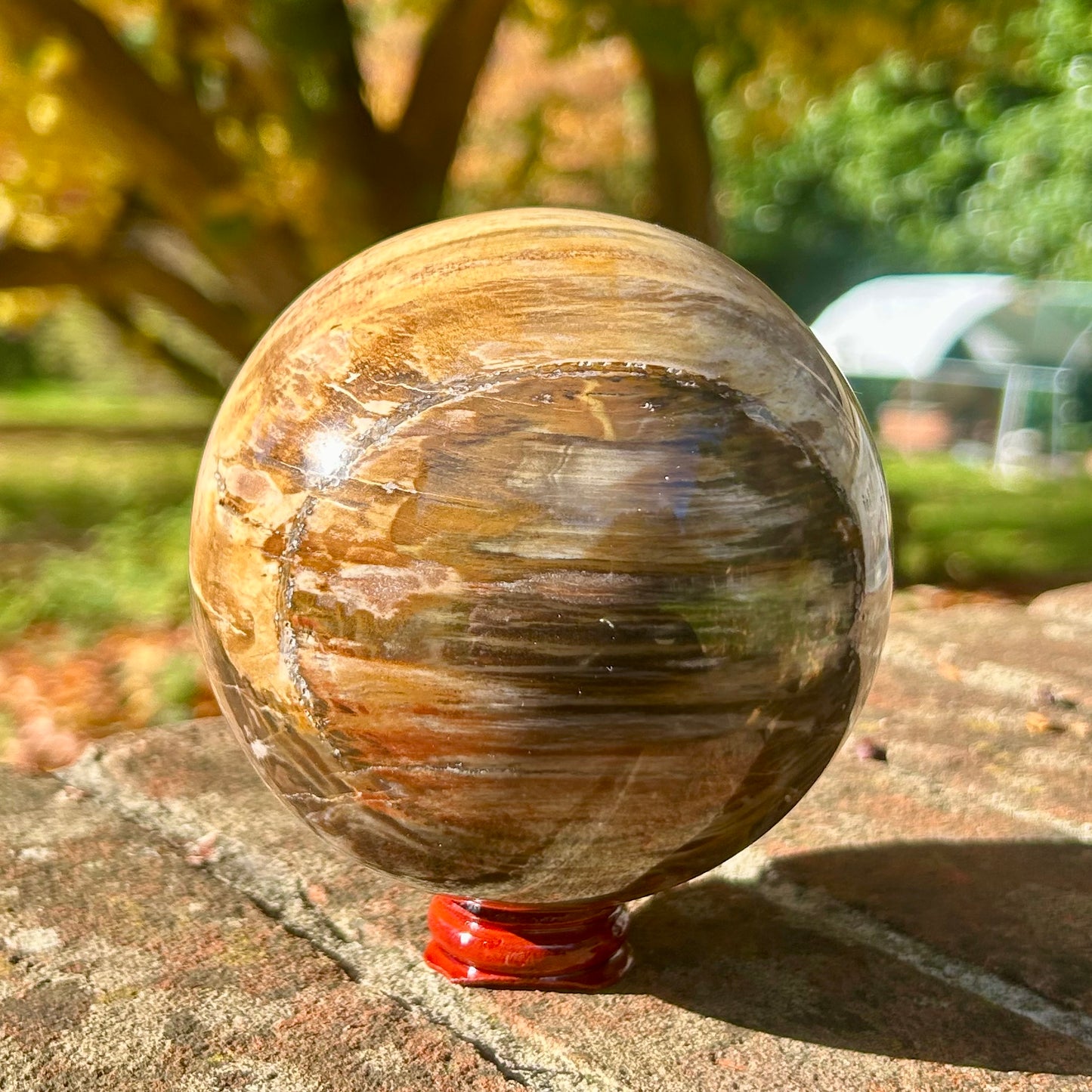 Fossilised Wood Sphere