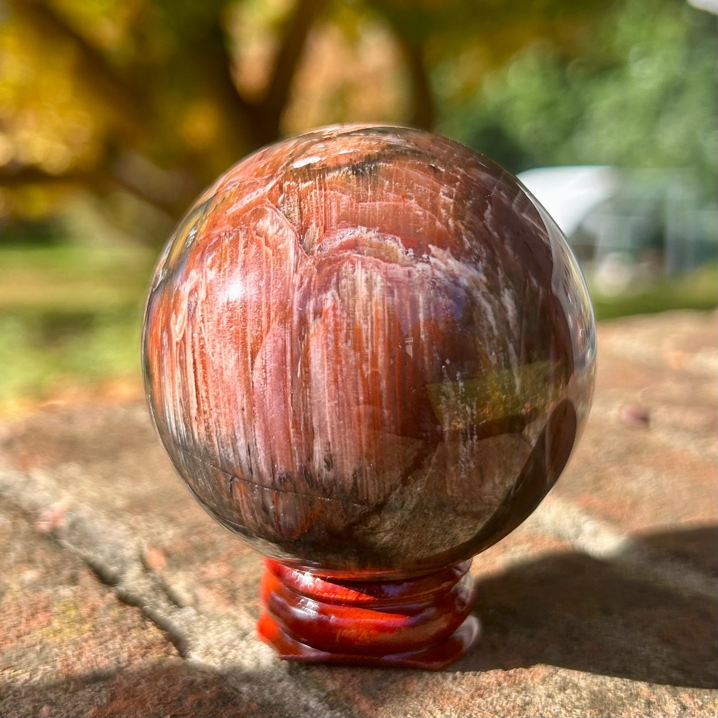 Fossilised Wood Sphere