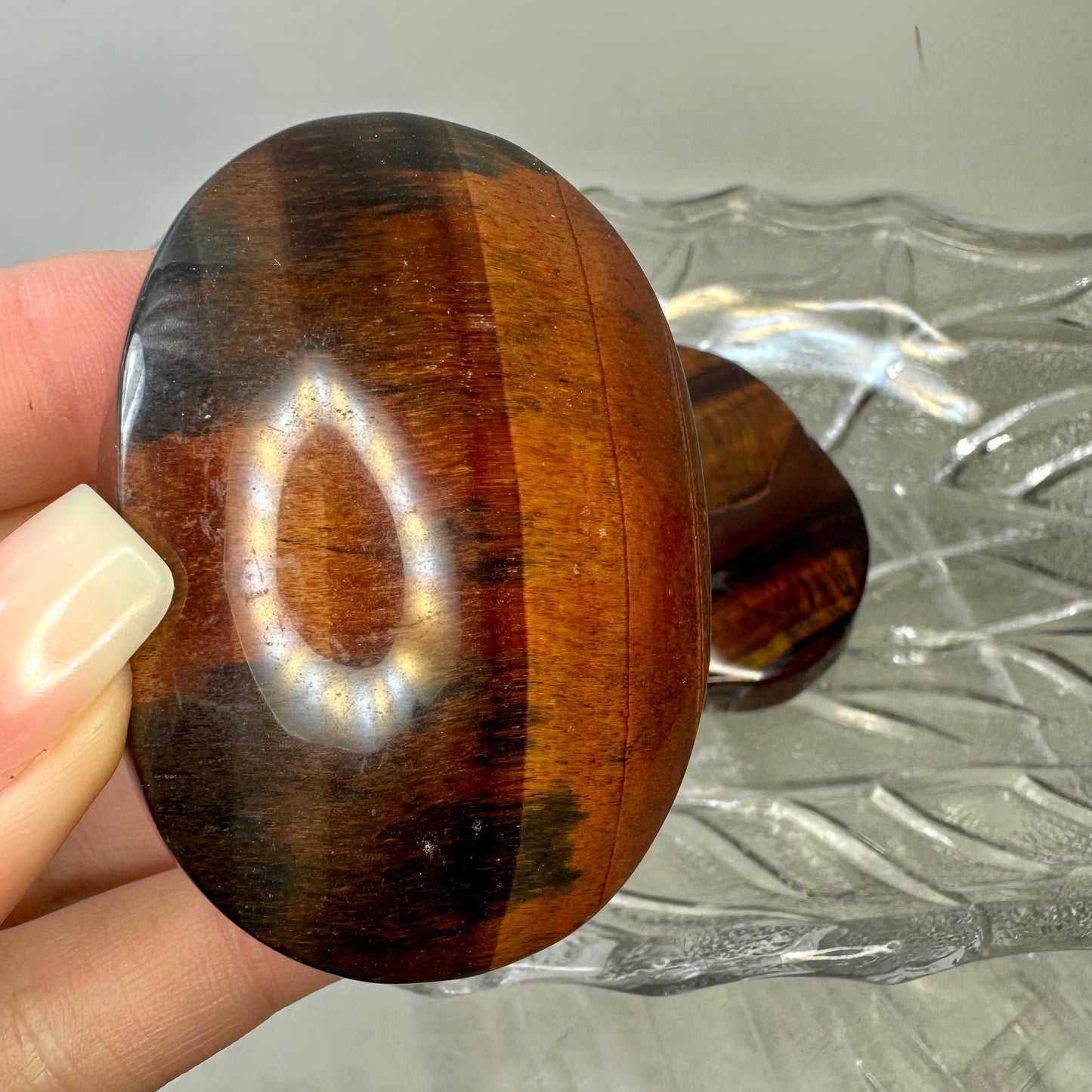 Red Tigers Eye Palms