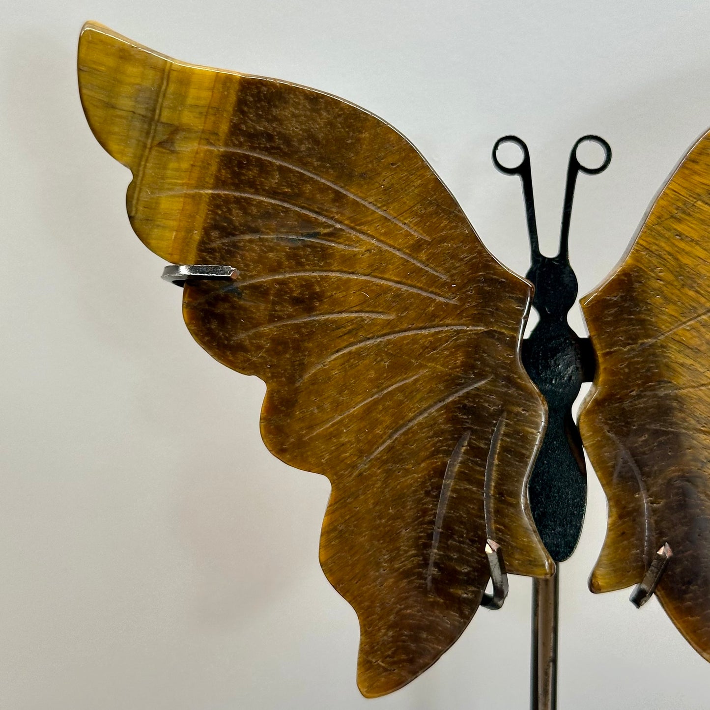 Tigers Eye Butterfly Wings