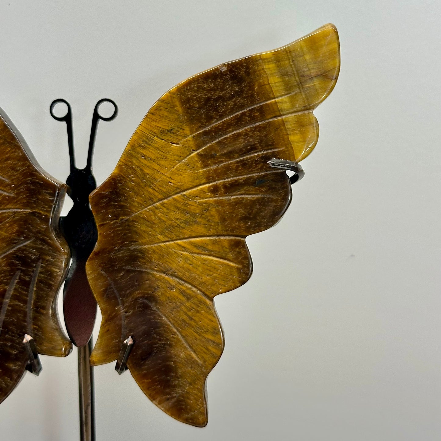 Tigers Eye Butterfly Wings