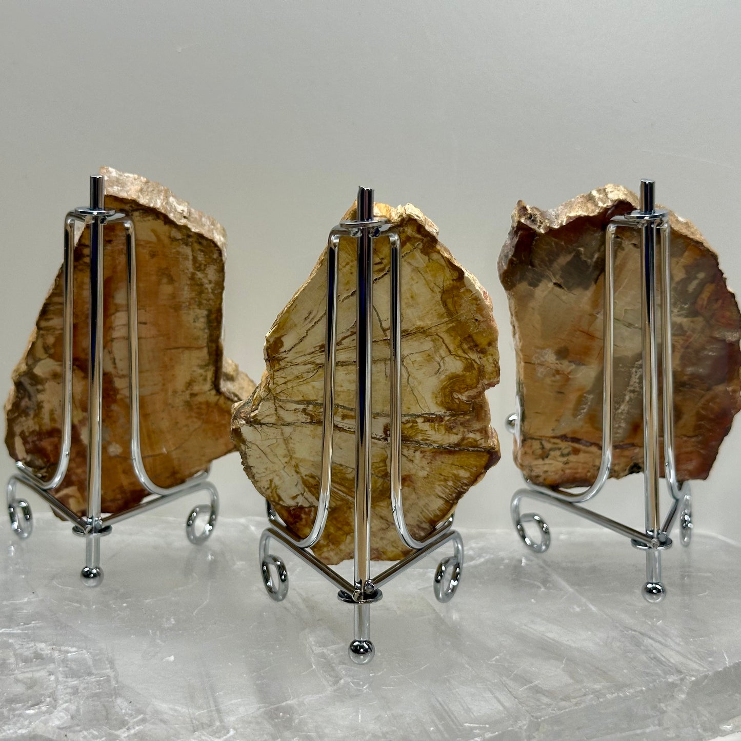 Fossilized Wood Medium Slabs