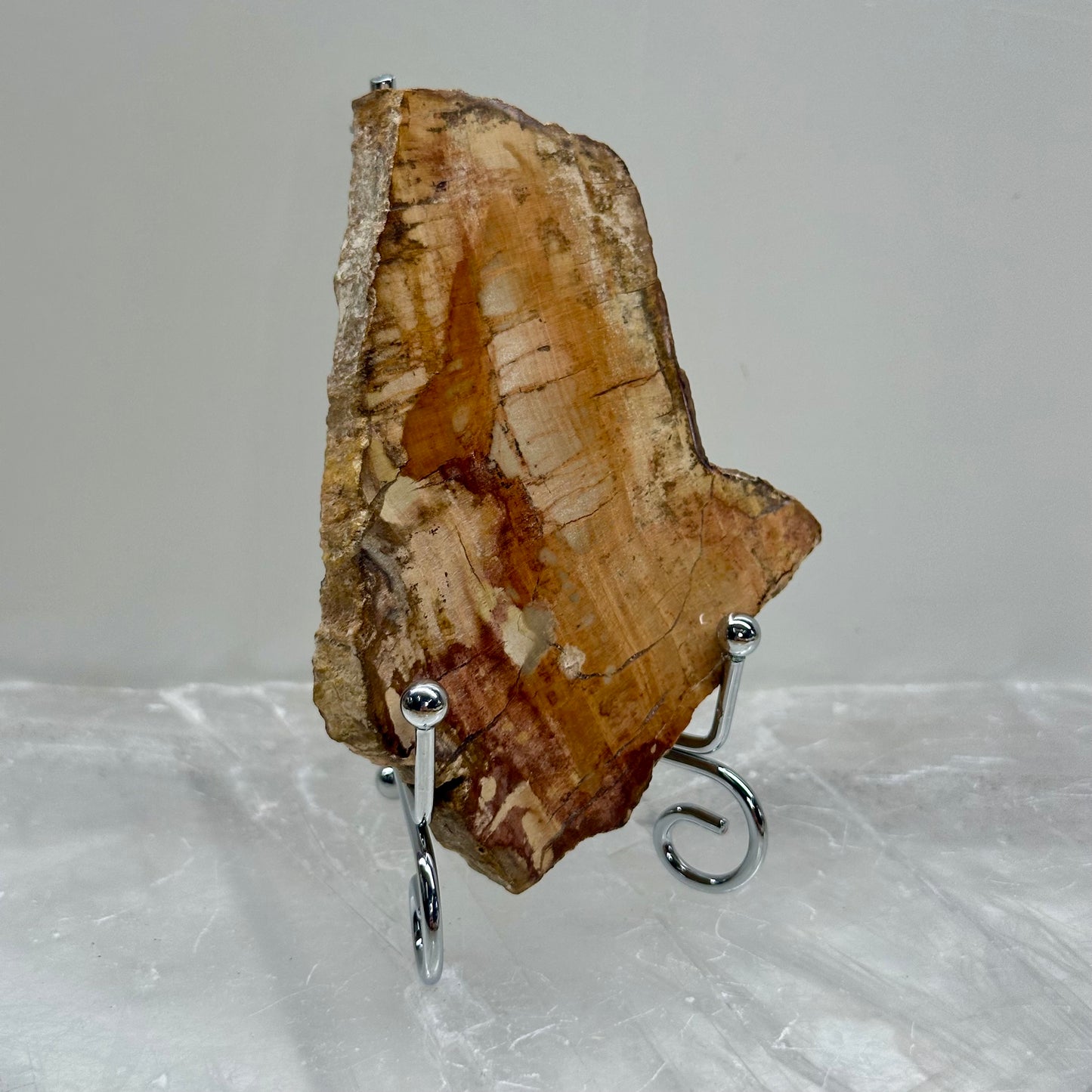 Fossilized Wood Medium Slabs