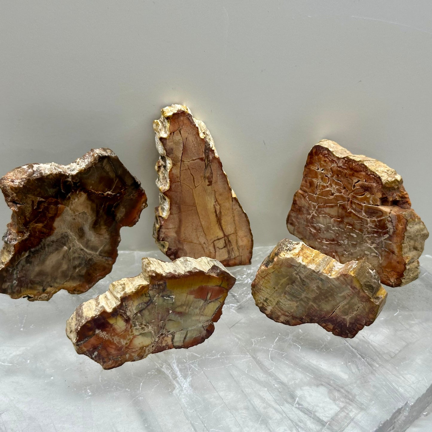 Fossilized Wood Small Slabs
