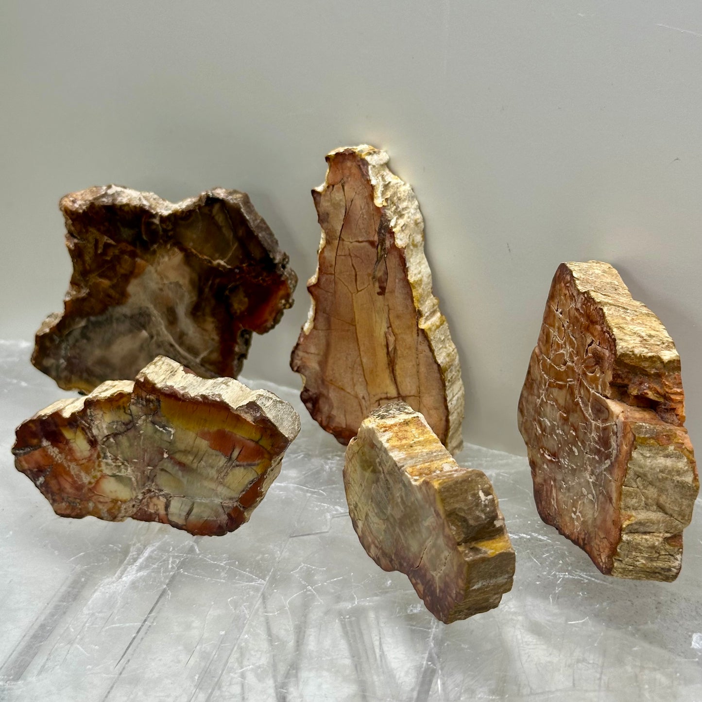 Fossilized Wood Small Slabs