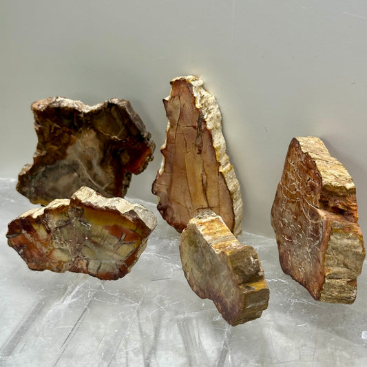 Fossilized Wood Small Slabs