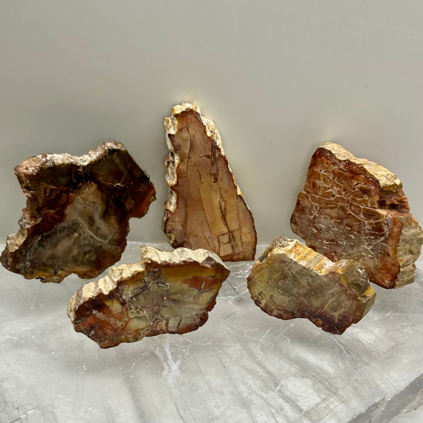 Fossilized Wood Small Slabs
