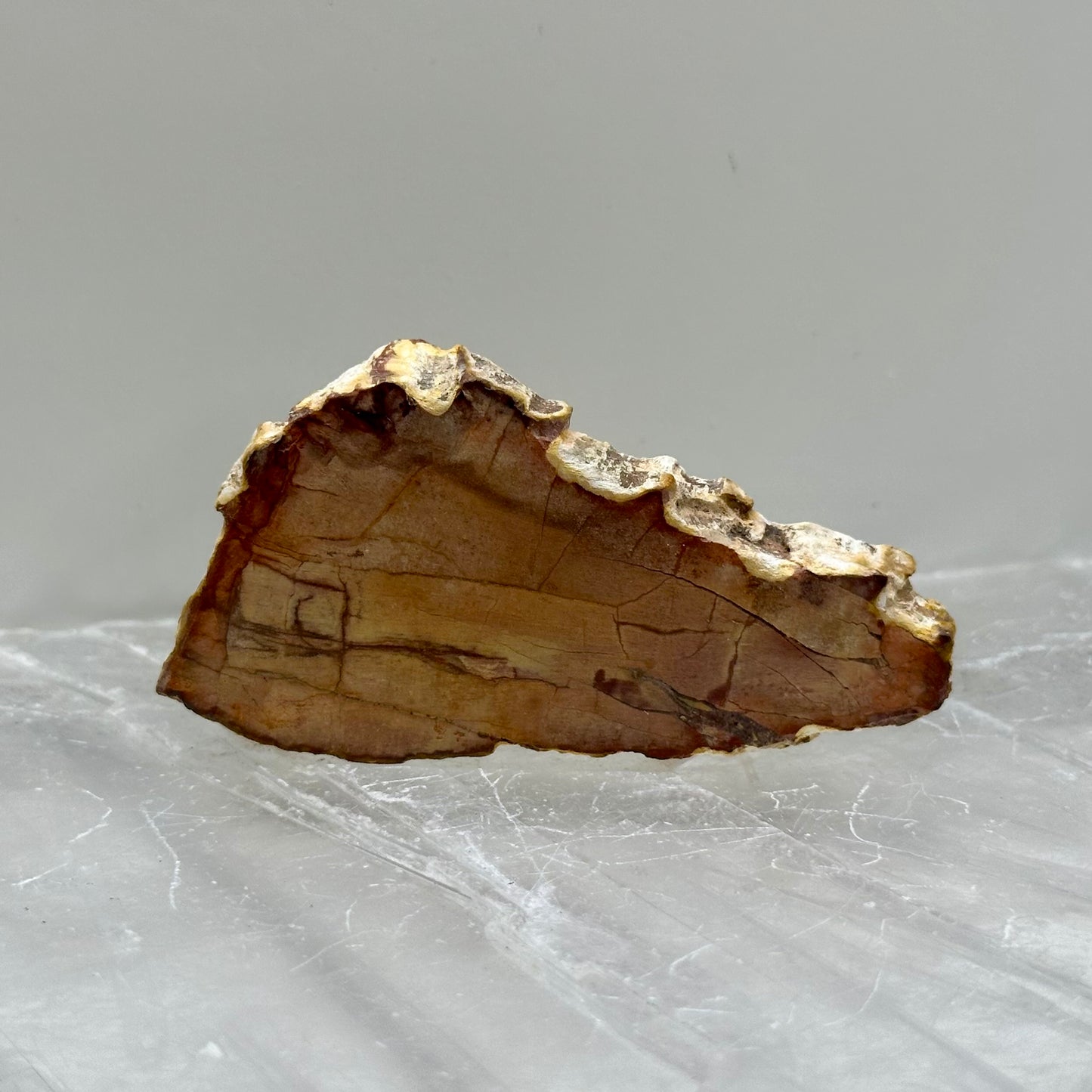 Fossilized Wood Small Slabs