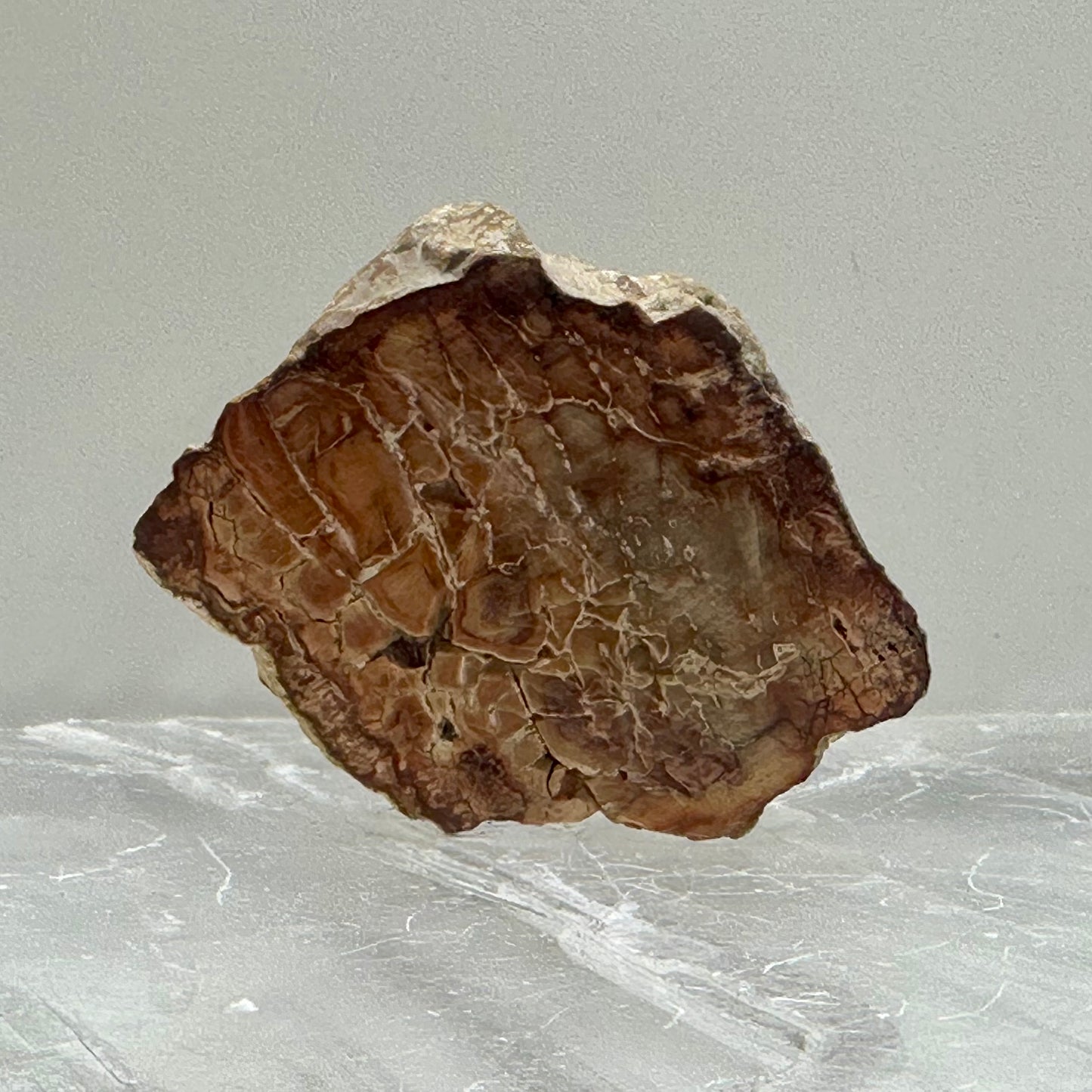 Fossilized Wood Small Slabs