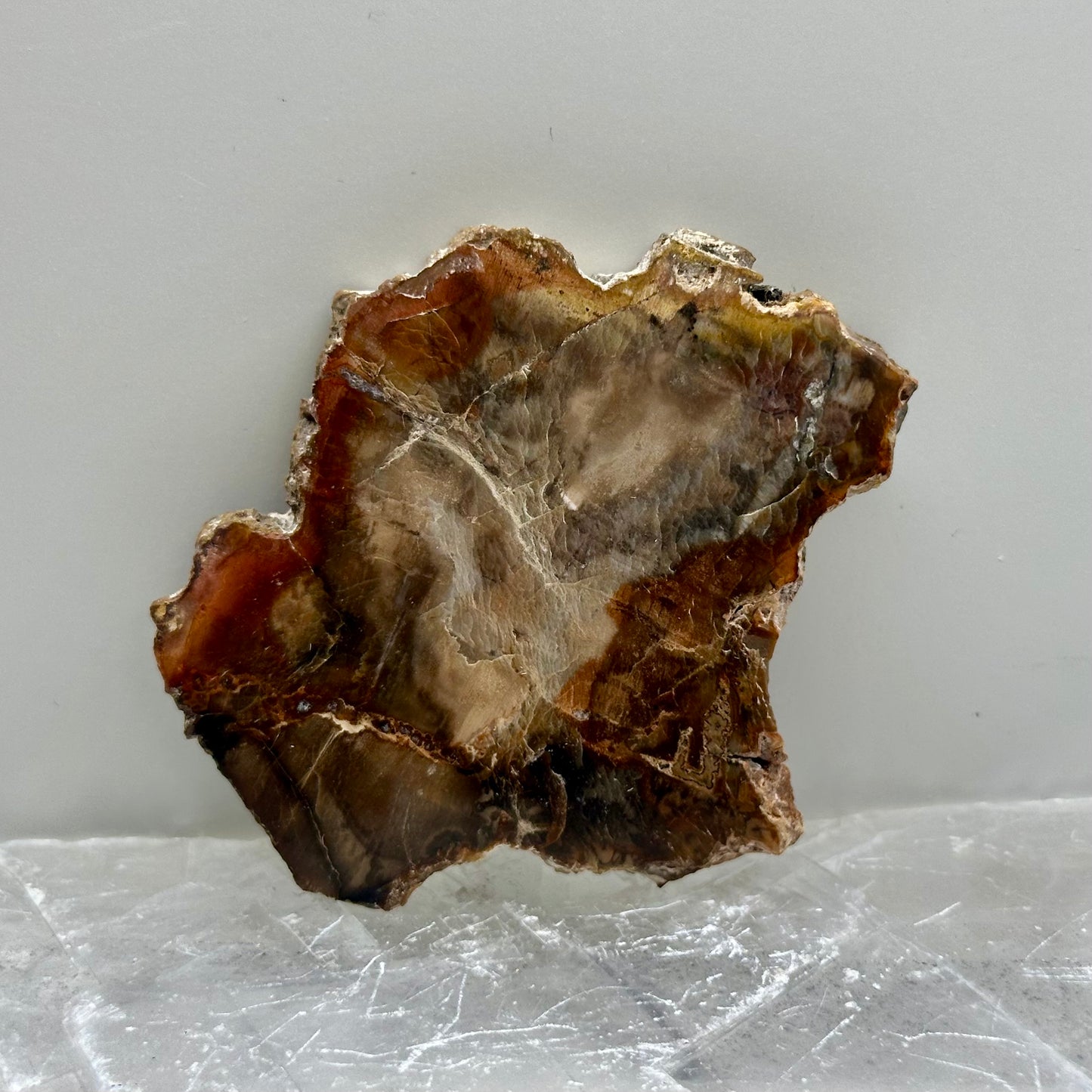 Fossilized Wood Small Slabs