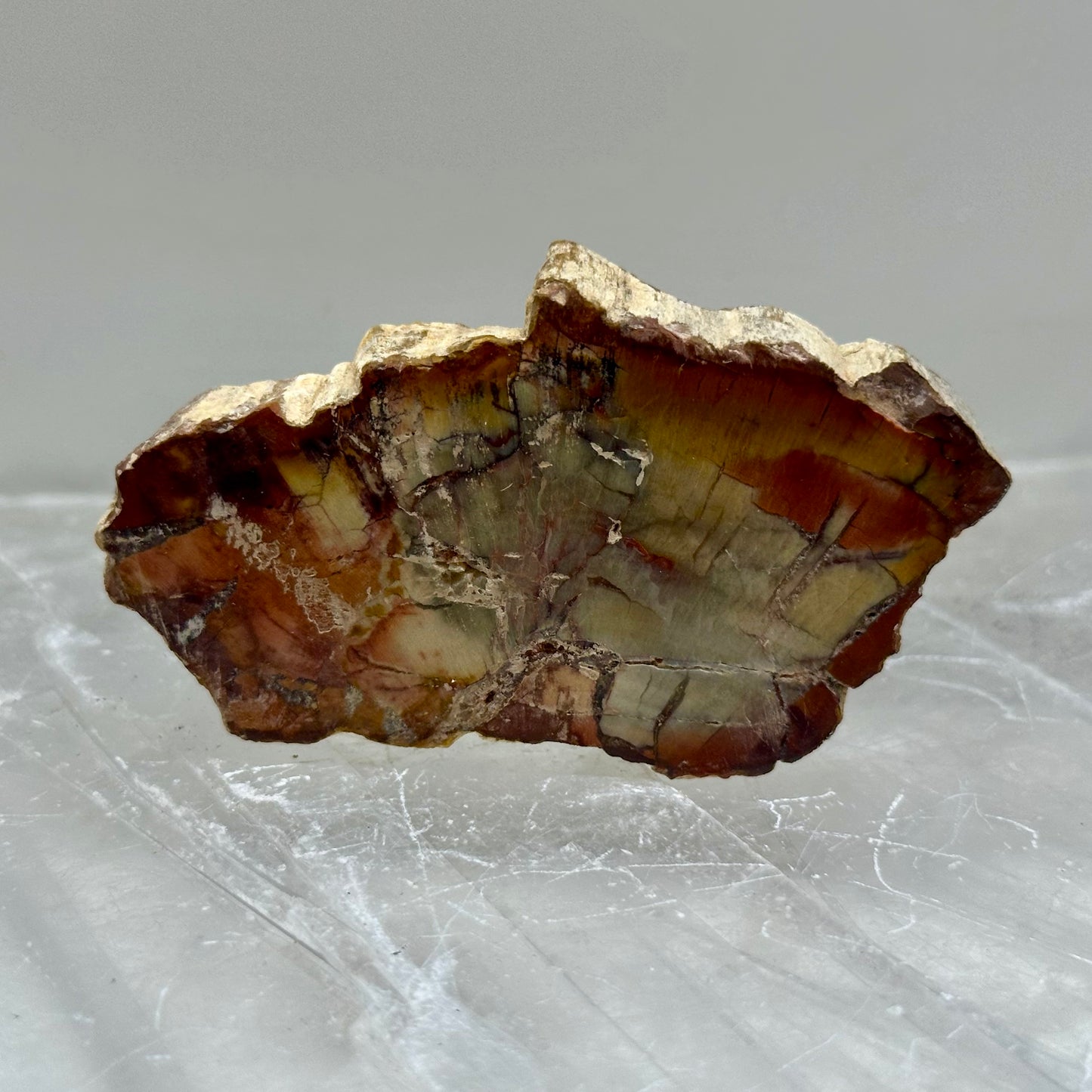 Fossilized Wood Small Slabs