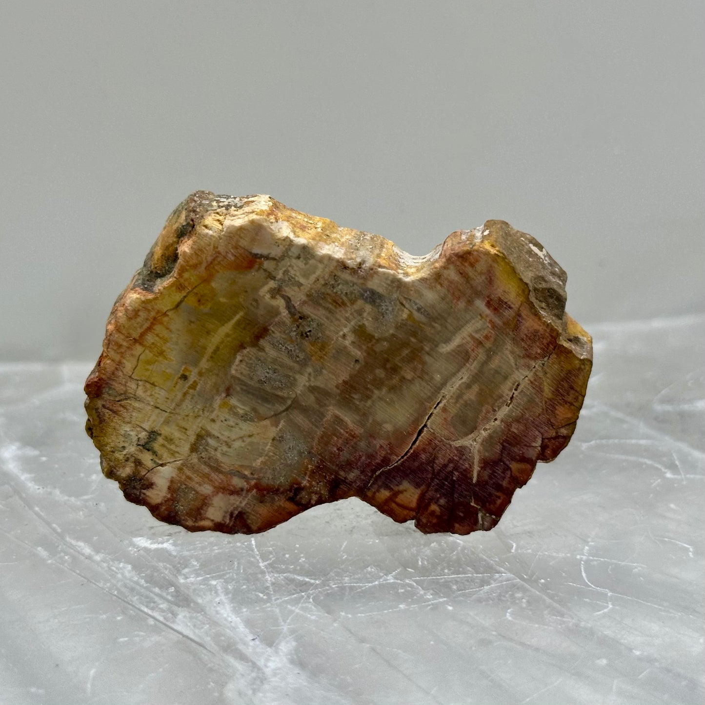 Fossilized Wood Small Slabs
