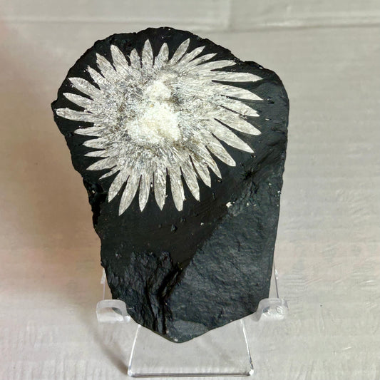 Raw Chrysanthemum Crystal