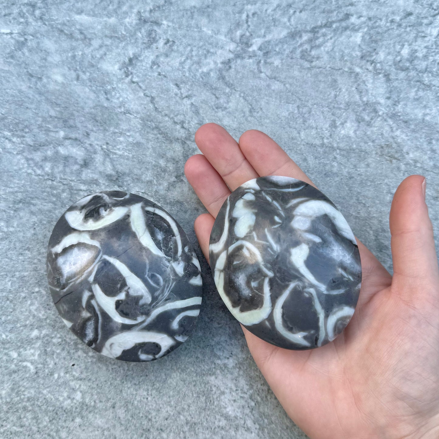Shell Jasper Palms