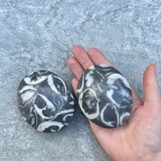 Shell Jasper Palms