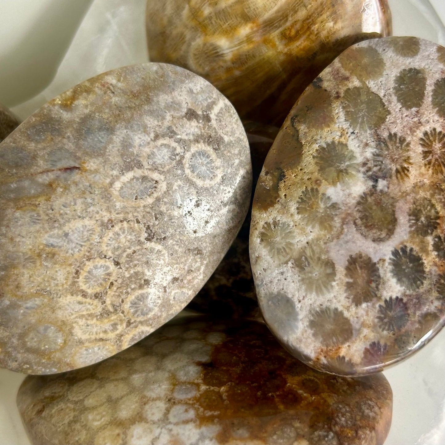 Coral Palmstone