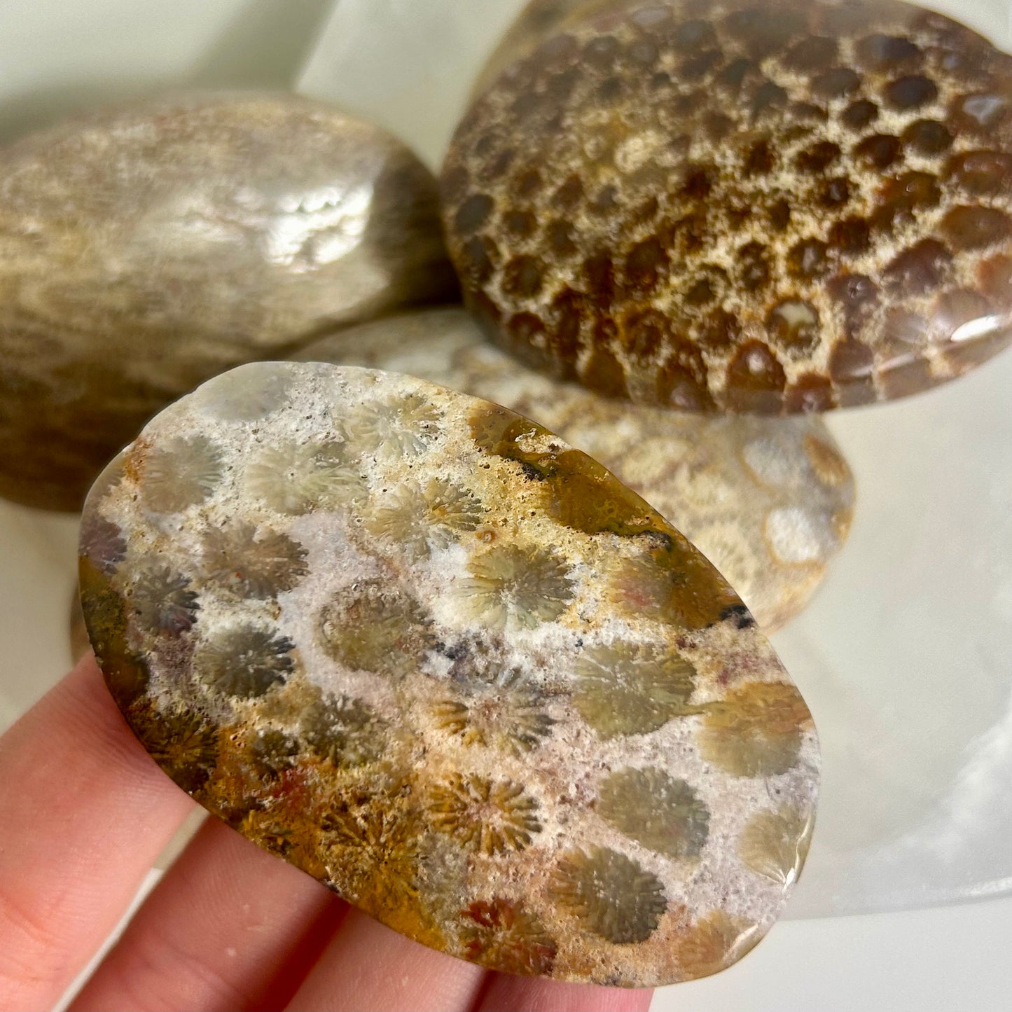 Coral Palmstone