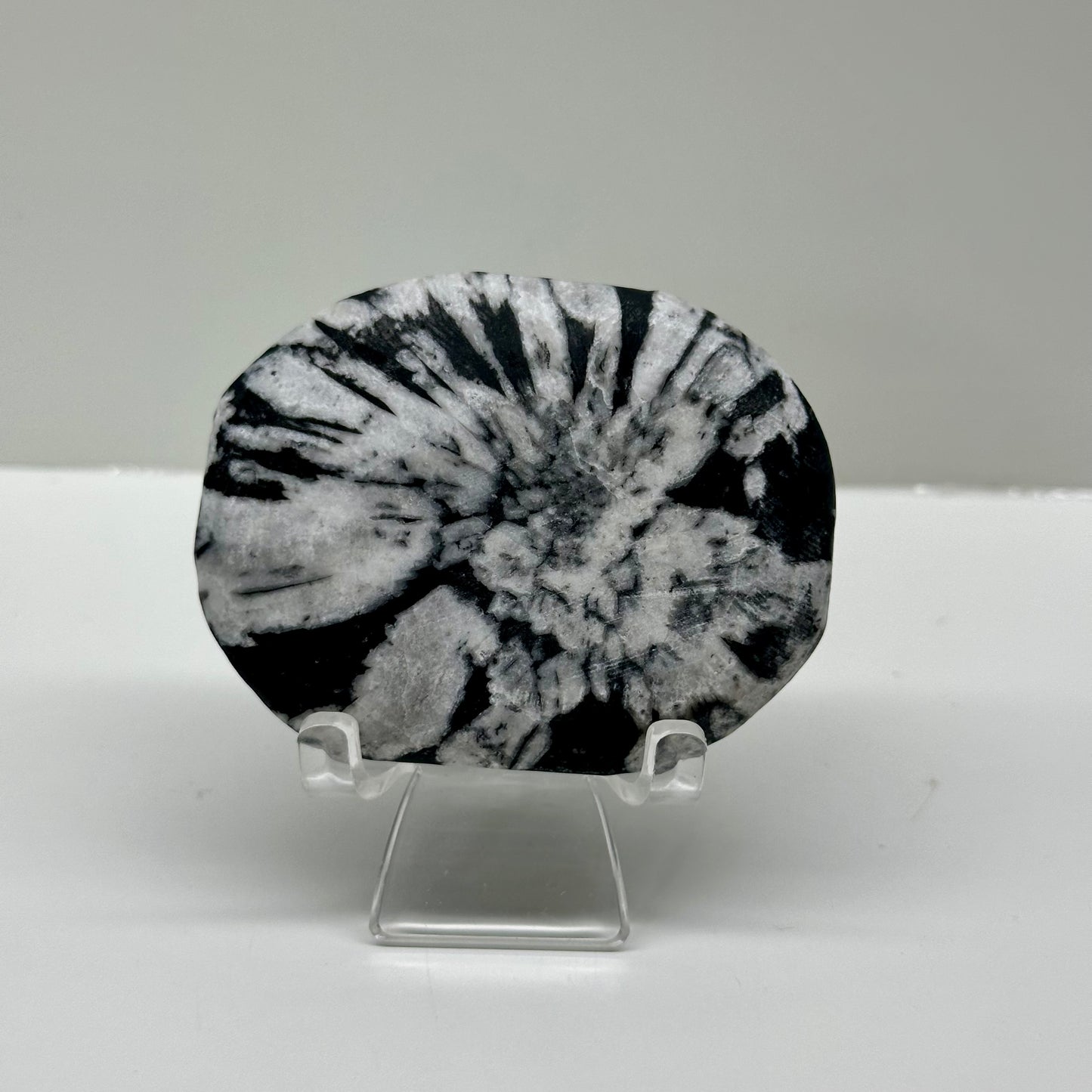 Chrysanthemum Palms