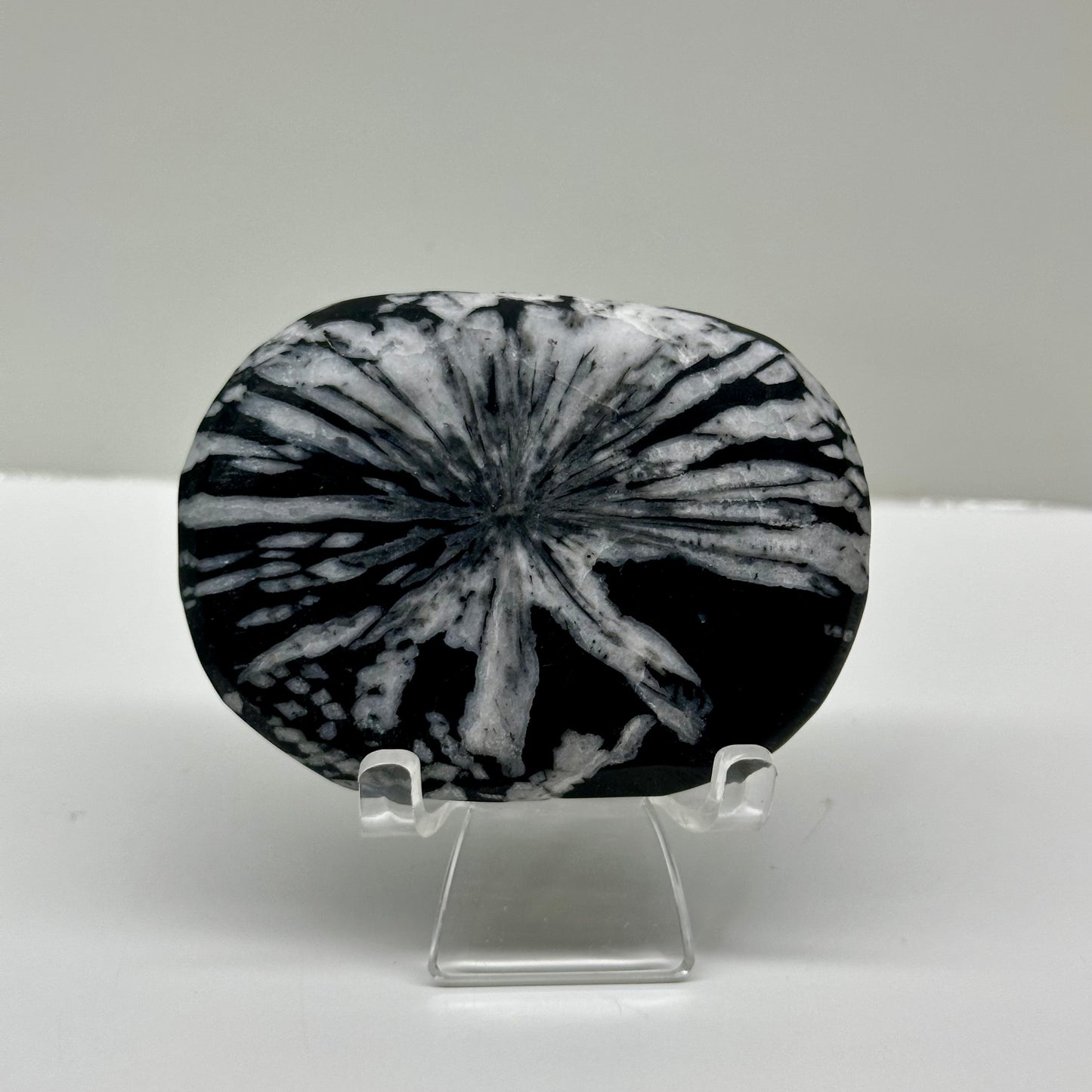 Chrysanthemum Palms