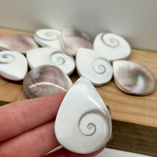 Shiva Shell Tear Drops