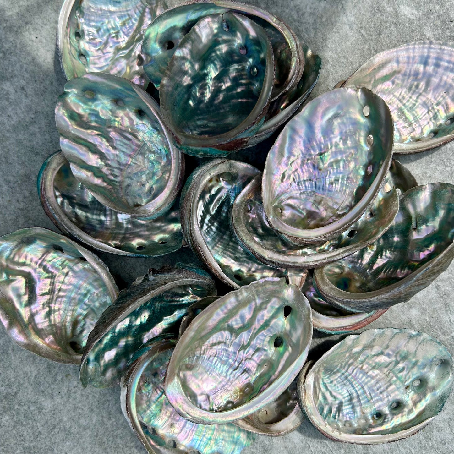 Abalone Shells