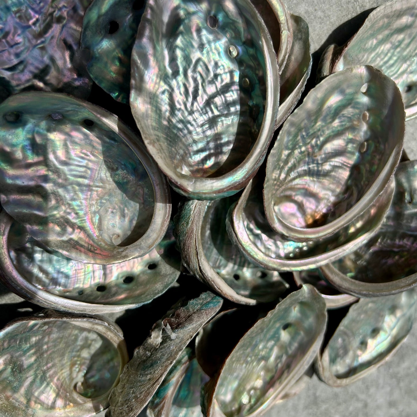 Abalone Shells