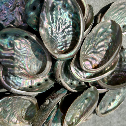 Abalone Shells