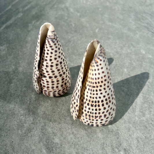 Dalmatian Shell